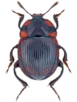Agyrtidae