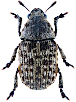 Anthribidae