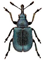 Attelabidae