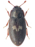 Biphyllidae
