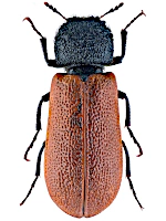Bostrichidae