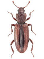 Bothideridae