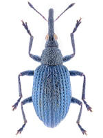 Brentidae