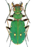 Cicindelidae Cicindelidae