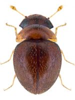 Clambidae Clambidae