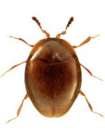 Corylophidae