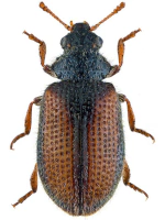 Derodontidae Derodontidae
