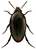 Eucinetidae Eucinetidae