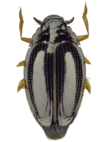 Gyrinidae