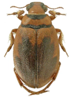 Hygrobiidae Hygrobiidae