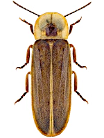 Lampyridae