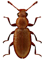Latridiidae