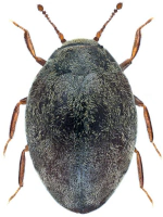 Limnichidae