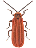 Lycidae