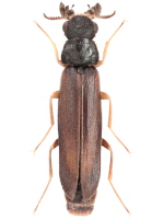 Lymexylidae