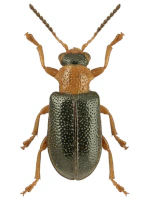 Megalopodidae Megalopodidae