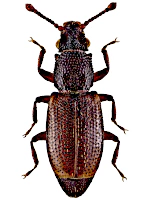 Monotomidae