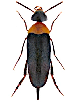 Mordellidae