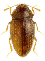Mycetaeidae