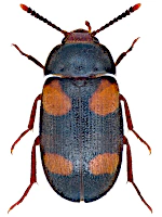Mycetophagidae