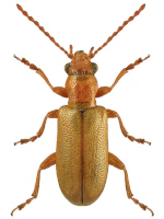 Orsodacnidae Orsodacnidae