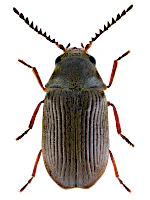 Ptinidae