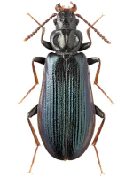 Pythidae