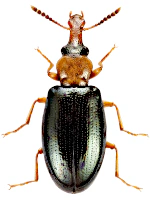 Salpingidae