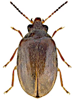 Scirtidae