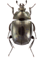 Sphaeritidae
