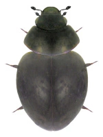 Sphaeriusidae Sphaeriusidae