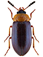 Tetratomidae