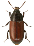Agyrtes castaneus Agyrtes castaneus