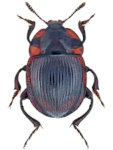 Necrophilus subterraneus Necrophilus subterraneus