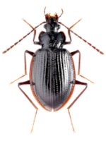 Pteroloma forsstromii Pteroloma forsstromii