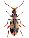 Notoxus monoceros Notoxus monoceros