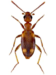 Stricticomus tobias Stricticomus tobias