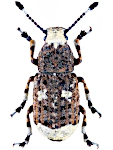 Platystomos albinus Platystomos albinus