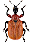Apoderus coryli Apoderus coryli