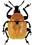 Attelabus nitens Attelabus nitens