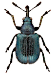 Neocoenorrhinus interpunctatus Neocoenorrhinus interpunctatus