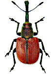 Tatianaerhynchites aequatus Tatianaerhynchites aequatus