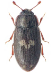 Biphyllus lunatus Biphyllus lunatus