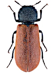 Bostrichus capucinus Bostrichus capucinus