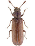Lyctus linearis Lyctus linearis