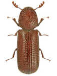 Rhyzopertha dominica Rhyzopertha dominica