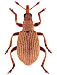 Apion haematodes Apion haematodes