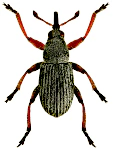 Exapion elongatulum Exapion elongatulum