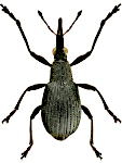 Oxystoma ochropus Oxystoma ochropus