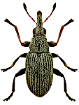Squamapion flavimanum Squamapion flavimanum